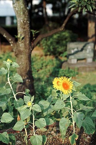 LeicaM4+Noctilux-M 50mm f1.0/2nd-generation絞りf2.0