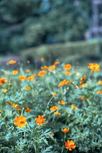 LeicaM4+Noctilux-M 50mm f1.0/2nd-generation絞り開放