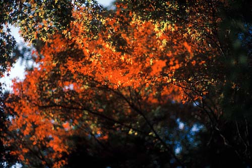 LeicaM4+Noctilux-M 50mm f1.0/2nd-generation絞り解放