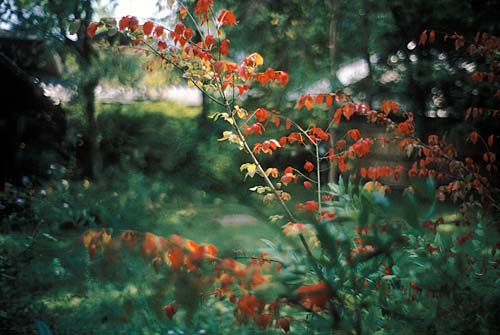 LeicaM4+Summilux-M 35mm f1.4/stopper attachment絞り解放