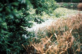 Summicron50