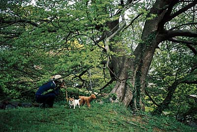 LeicaM4+Summicron-M 50mm f2.0/3rd-generation絞りf2.8