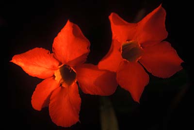 Noctilux50