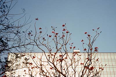 LeicaM6+Summicron-M 50mm f2.0/3rd-generation絞りf2.8