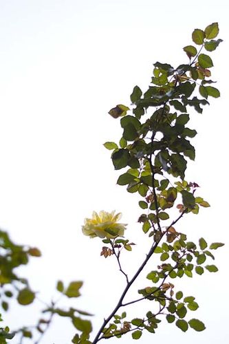 LeicaM8+Summilux-M 35mm f1.4/1st-ASPHERICAL絞り開放