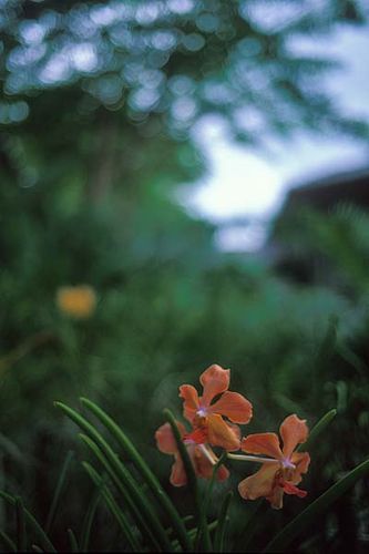 LeicaMP3+Summilux-M 35mm f1.4/1st-ASPHERICAL絞り開放