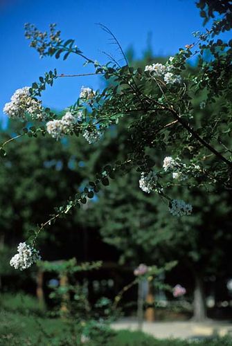 LeicaMP3+Noctilux-M 50mm f1.0/2nd-generation絞り開放